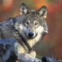 GreyWolf