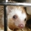 RedHedgehog