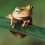 lazyfrog