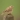 smalllark