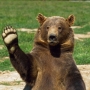 Brown Bear