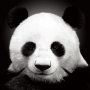 Панда Пандовна