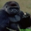 ape