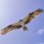 orsaivo