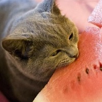 Дмитрий Котов