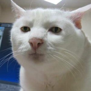 zven6