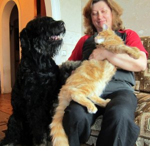 maine-coon-kittens