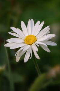Rommini