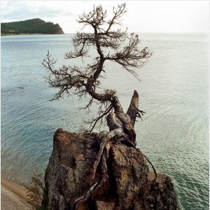 Cedrus
