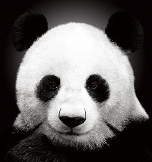 Панда Пандовна