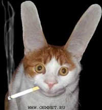 Вася Пупкин 99734