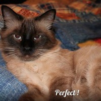 Зевс Сиамов