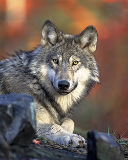 GreyWolf