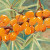 oblepixa