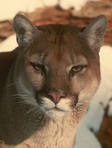 puma65