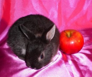 Brown Rabbit