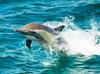 В Украине на три года запретили ловить дельфинов