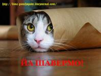Любите кошек?