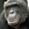 Европейский суд рассмотрит возможность признать шимпанзе &quot;личностью&quot;