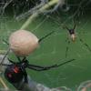 Голодные пауки плетут самые смертоносные паутины