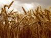 Цены на продукты питания будут расти