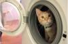 В Голландии кот выжил после получасовой стирки в машинке