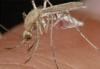 Найдены новые комары-мутанты, устойчивые к инсектицидам