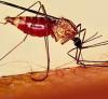 Ученые нашли противоядие от малярии
