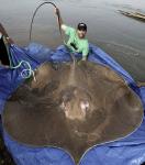 Гигантский пресноводный скат !