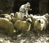 Овцы с GPS отправляют SMS-сообщения