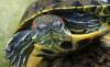 В Москве-реке обнаружили черепаху