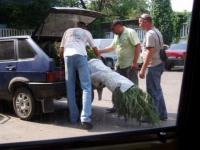 как вам кустик?