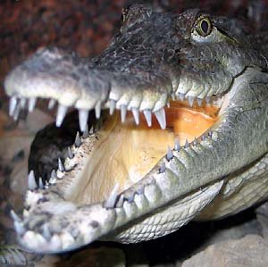 Кровожадный мальчик, ненасытный крокодил