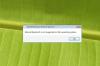 Тестировщики сравнили Internet Explorer 8 и Firefox 3.1