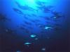 Морские рыбы оказались борцами с глобальным потеплением