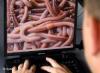 Сотни компьютеров в структурах армии ФРГ поразил компьютерный вирус Conficker.