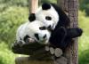 Панды отказываются размножаться в неволе