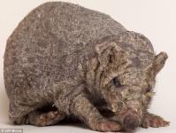 Ёжик без иголок