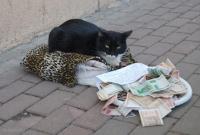 Белорусский кот попрошайка