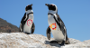 Берлинский университет искусств полностью переходит на Linux