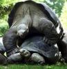 Любовь с черепашьей скоростью