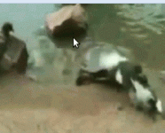 Черепашки не так уж безобидны