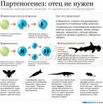 Непорочное зачатие. Партеногенез.