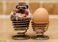 Африканский карликовый ёж