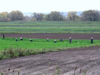 Сельское хозяйство