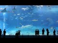 Okinawa Churaumi Aquarium (Relax video)
