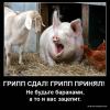 ПАСЕ собирается привлечь к ответственности инициаторов паники вокруг «свиного гриппа»