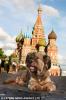 Оскар - собака, совершившая ругосветное путешествие.