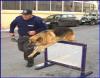 В Южной Корее клонируют уникальную полицейскую собаку
