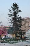 (Владивосток) Из лесу елочку взяли помирать